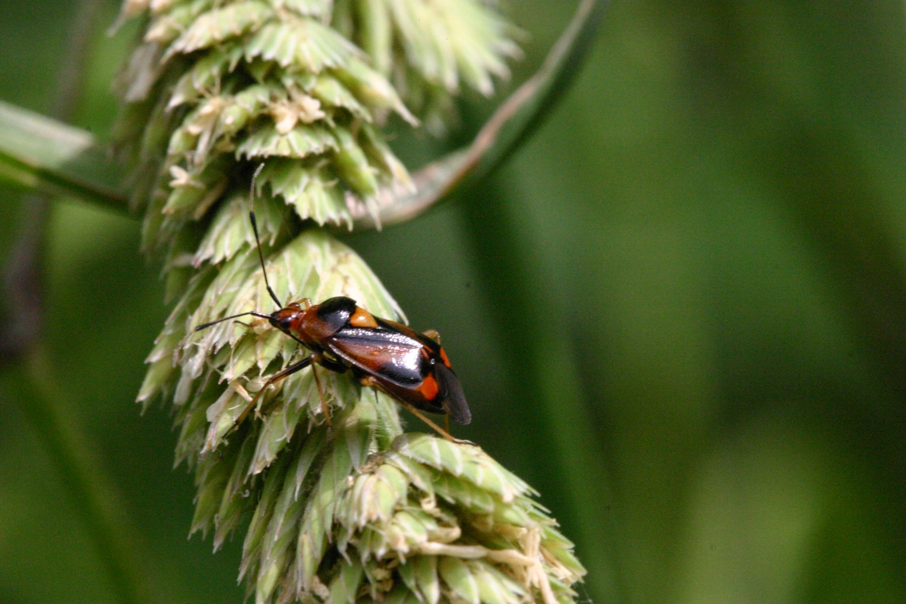 Miridae: Deraeocoris ruber dei Colli Berici (Vicenza)